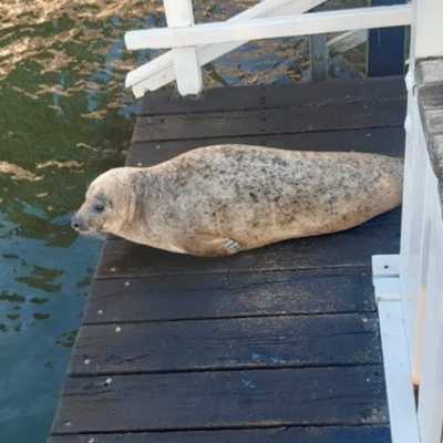 Ein Seehund ruht sich aus  Ein Seehund ruht sich aus