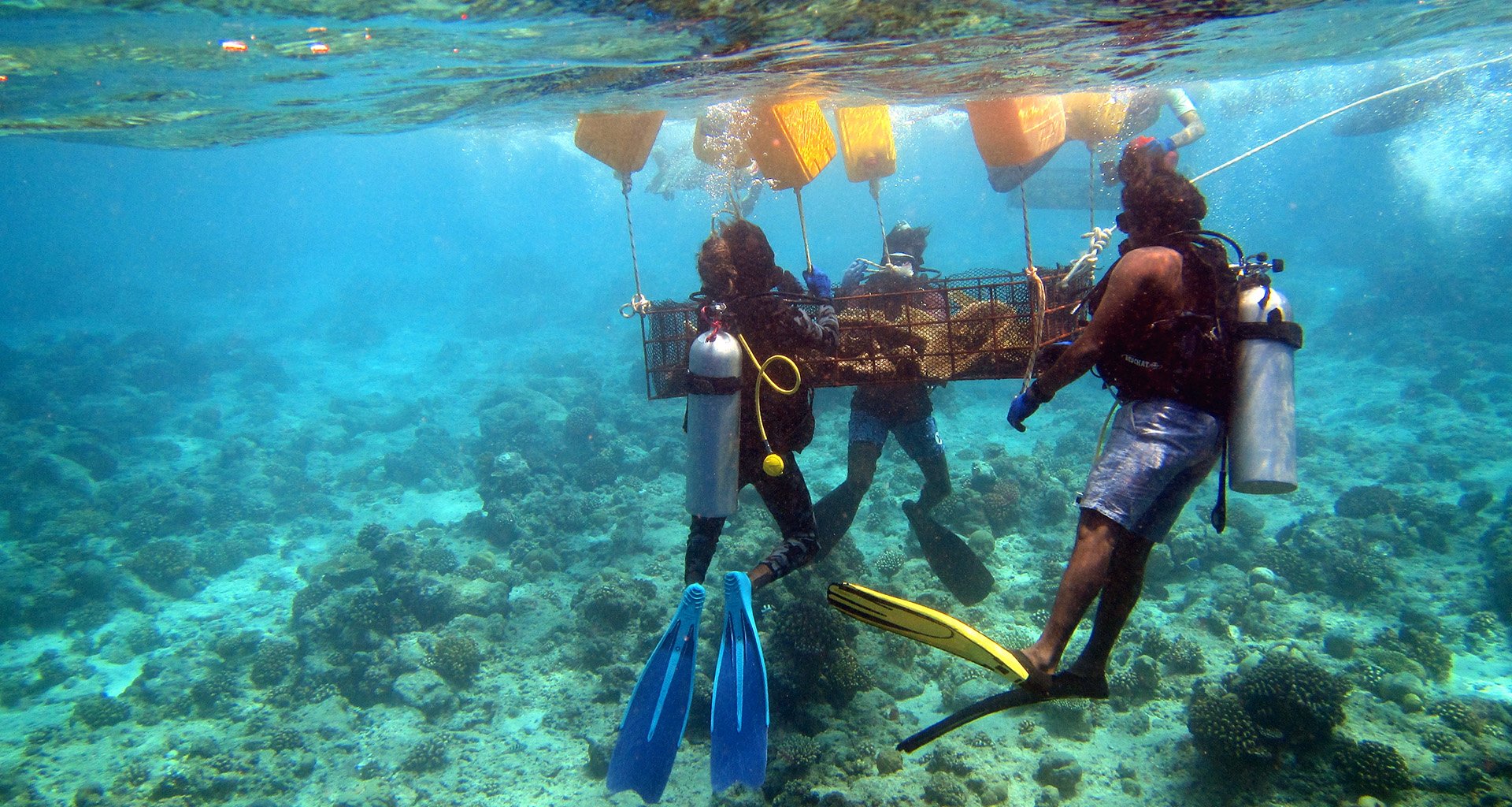 Irrawaddy dolphins line
