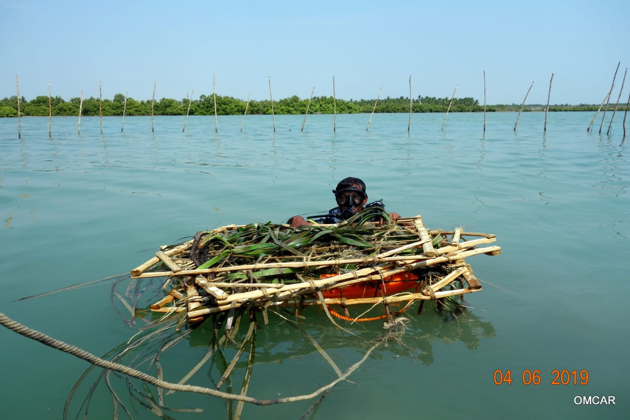 Die größte Seegras-Art der Palkbay wird 1,2 m groß 