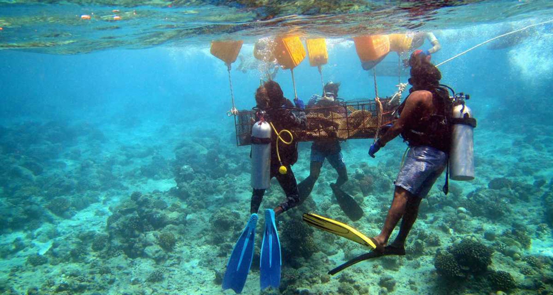 Umsiedlung von Korallen Umsiedlung von Korallen